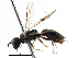  ( - CCDB-28944-G06)  @11 [ ] CreativeCommons - Attribution (2015) CBG Photography Group Centre for Biodiversity Genomics