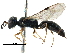  ( - CCDB-28944-G08)  @11 [ ] CreativeCommons - Attribution (2015) CBG Photography Group Centre for Biodiversity Genomics