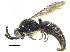  (Nysson daeckei - CCDB-28945-A04)  @11 [ ] CreativeCommons - Attribution (2015) CBG Photography Group Centre for Biodiversity Genomics