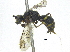  ( - CCDB-28945-D02)  @11 [ ] CreativeCommons - Attribution (2015) CBG Photography Group Centre for Biodiversity Genomics