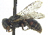  ( - CCDB-28945-D03)  @11 [ ] CreativeCommons - Attribution (2015) CBG Photography Group Centre for Biodiversity Genomics