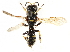  ( - CCDB-28945-C11)  @11 [ ] CreativeCommons - Attribution (2015) CBG Photography Group Centre for Biodiversity Genomics