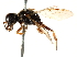  ( - CCDB-28945-C12)  @11 [ ] CreativeCommons - Attribution (2015) CBG Photography Group Centre for Biodiversity Genomics