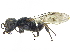  (Crossocerus tarsalis - CCDB-28945-D12)  @11 [ ] CreativeCommons - Attribution (2015) CBG Photography Group Centre for Biodiversity Genomics