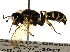  ( - CCDB-28945-E03)  @11 [ ] CreativeCommons - Attribution (2015) CBG Photography Group Centre for Biodiversity Genomics