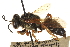  (Tachytes crassus - CCDB-28945-F09)  @14 [ ] CreativeCommons - Attribution (2015) CBG Photography Group Centre for Biodiversity Genomics