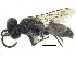  ( - CCDB-28945-G05)  @11 [ ] CreativeCommons - Attribution (2015) CBG Photography Group Centre for Biodiversity Genomics