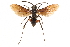  ( - CCDB-28945-H08)  @11 [ ] CreativeCommons - Attribution (2015) CBG Photography Group Centre for Biodiversity Genomics
