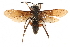  ( - CCDB-28945-H09)  @11 [ ] CreativeCommons - Attribution (2015) CBG Photography Group Centre for Biodiversity Genomics