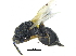  ( - CCDB-28946-A09)  @11 [ ] CreativeCommons - Attribution (2015) CBG Photography Group Centre for Biodiversity Genomics