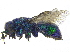  ( - CCDB-28946-B06)  @11 [ ] CreativeCommons - Attribution (2015) CBG Photography Group Centre for Biodiversity Genomics