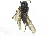  ( - CCDB-28946-F03)  @12 [ ] CreativeCommons - Attribution (2015) CBG Photography Group Centre for Biodiversity Genomics