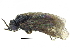  ( - CCDB-28946-F04)  @11 [ ] CreativeCommons - Attribution (2015) CBG Photography Group Centre for Biodiversity Genomics