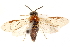  ( - CCDB-28946-G02)  @11 [ ] CreativeCommons - Attribution (2015) CBG Photography Group Centre for Biodiversity Genomics