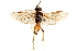  ( - CCDB-28946-G11)  @11 [ ] CreativeCommons - Attribution (2015) CBG Photography Group Centre for Biodiversity Genomics