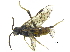  ( - CCDB-28946-H01)  @13 [ ] CreativeCommons - Attribution (2015) CBG Photography Group Centre for Biodiversity Genomics