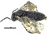  ( - CCDB-28946-H07)  @13 [ ] CreativeCommons - Attribution (2015) CBG Photography Group Centre for Biodiversity Genomics