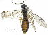  ( - CCDB-28946-H08)  @11 [ ] CreativeCommons - Attribution (2015) CBG Photography Group Centre for Biodiversity Genomics