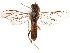  (Macremphytus semicornis - CCDB-28947-A01)  @11 [ ] CreativeCommons - Attribution (2015) CBG Photography Group Centre for Biodiversity Genomics