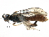  ( - CCDB-28947-A05)  @11 [ ] CreativeCommons - Attribution (2015) CBG Photography Group Centre for Biodiversity Genomics