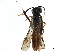  ( - CCDB-28947-A07)  @11 [ ] CreativeCommons - Attribution (2015) CBG Photography Group Centre for Biodiversity Genomics