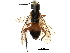  ( - CCDB-28947-B01)  @11 [ ] CreativeCommons - Attribution (2015) CBG Photography Group Centre for Biodiversity Genomics