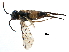 ( - CCDB-28947-B02)  @11 [ ] CreativeCommons - Attribution (2015) CBG Photography Group Centre for Biodiversity Genomics