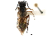  ( - CCDB-28947-B03)  @12 [ ] CreativeCommons - Attribution (2015) CBG Photography Group Centre for Biodiversity Genomics
