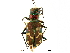  ( - CCDB-33292-A01)  @11 [ ] CreativeCommons - Attribution (2019) CBG Photography Group Centre for Biodiversity Genomics
