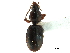  ( - CCDB-33292-C11)  @11 [ ] CreativeCommons - Attribution (2019) CBG Photography Group Centre for Biodiversity Genomics