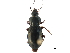  ( - CCDB-33292-H02)  @11 [ ] CreativeCommons - Attribution (2019) CBG Photography Group Centre for Biodiversity Genomics