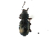  ( - CCDB-33292-H04)  @11 [ ] CreativeCommons - Attribution (2019) CBG Photography Group Centre for Biodiversity Genomics