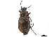 ( - CCDB-33293-E02)  @11 [ ] CreativeCommons - Attribution (2019) CBG Photography Group Centre for Biodiversity Genomics