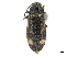  ( - CCDB-33854-B10)  @11 [ ] CreativeCommons - Attribution (2019) CBG Photography Group Centre for Biodiversity Genomics