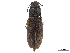  ( - CCDB-33854-C05)  @11 [ ] CreativeCommons - Attribution (2019) CBG Photography Group Centre for Biodiversity Genomics