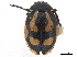  ( - CCDB-33854-F01)  @11 [ ] CreativeCommons - Attribution (2019) CBG Photography Group Centre for Biodiversity Genomics