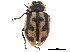  ( - CCDB-33854-F02)  @11 [ ] CreativeCommons - Attribution (2019) CBG Photography Group Centre for Biodiversity Genomics