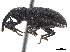  ( - CCDB-33854-G06)  @11 [ ] CreativeCommons - Attribution (2019) CBG Photography Group Centre for Biodiversity Genomics