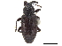 ( - CCDB-33854-G08)  @11 [ ] CreativeCommons - Attribution (2019) CBG Photography Group Centre for Biodiversity Genomics