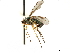  ( - CCDB-33855-A05)  @11 [ ] CreativeCommons - Attribution (2019) CBG Photography Group Centre for Biodiversity Genomics