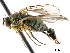  ( - CCDB-33855-A06)  @11 [ ] CreativeCommons - Attribution (2019) CBG Photography Group Centre for Biodiversity Genomics