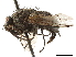  ( - CCDB-33855-G03)  @11 [ ] CreativeCommons - Attribution (2019) CBG Photography Group Centre for Biodiversity Genomics