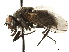  ( - CCDB-33855-G04)  @11 [ ] CreativeCommons - Attribution (2019) CBG Photography Group Centre for Biodiversity Genomics