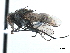  ( - CCDB-33855-H09)  @13 [ ] CreativeCommons - Attribution (2019) CBG Photography Group Centre for Biodiversity Genomics