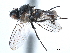  ( - CCDB-33855-H11)  @11 [ ] CreativeCommons - Attribution (2019) CBG Photography Group Centre for Biodiversity Genomics