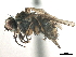  ( - CCDB-33856-A07)  @13 [ ] CreativeCommons - Attribution (2019) CBG Photography Group Centre for Biodiversity Genomics