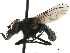  (Drymeia segnis - CCDB-33856-A09)  @14 [ ] CreativeCommons - Attribution (2019) CBG Photography Group Centre for Biodiversity Genomics