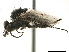  ( - CCDB-33856-A12)  @12 [ ] CreativeCommons - Attribution (2019) CBG Photography Group Centre for Biodiversity Genomics