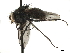  ( - CCDB-33856-B01)  @11 [ ] CreativeCommons - Attribution (2019) CBG Photography Group Centre for Biodiversity Genomics