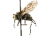  ( - CCDB-33856-B02)  @11 [ ] CreativeCommons - Attribution (2019) CBG Photography Group Centre for Biodiversity Genomics